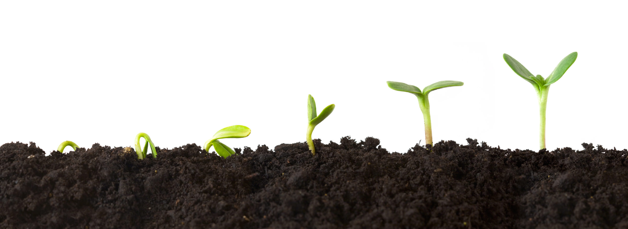 Growth Sequence – A sequence of seedlings growing progressively taller, isolated against a white background. The Ecommerce opportunity for events